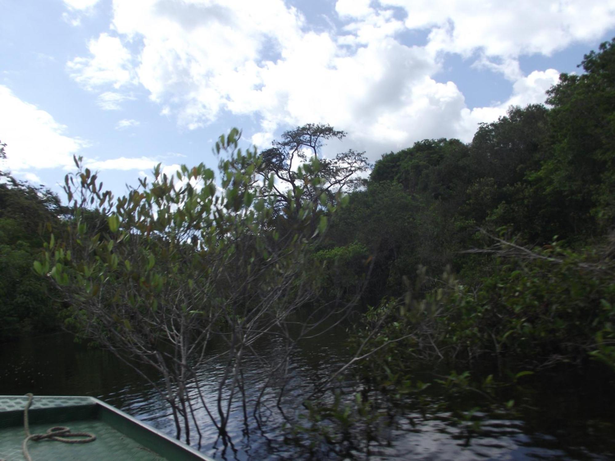 Amazon Arowana Lodge Careiro Bagian luar foto