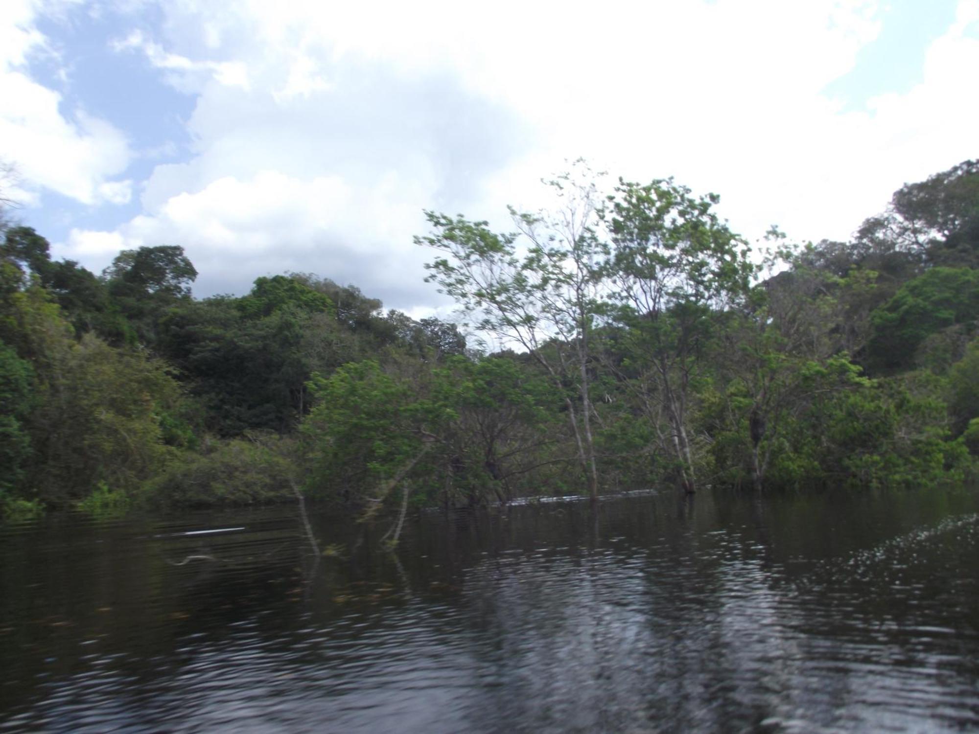 Amazon Arowana Lodge Careiro Bagian luar foto